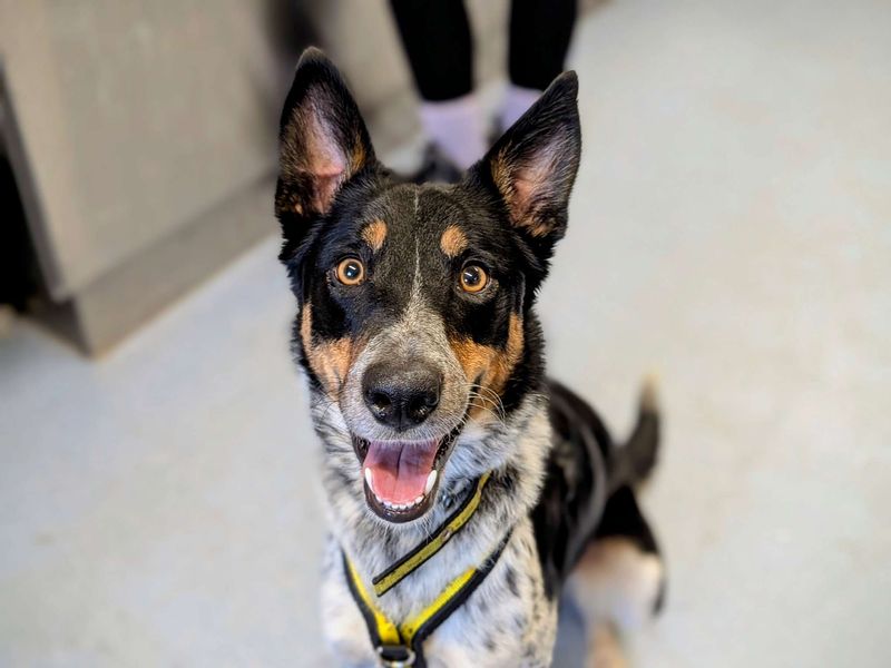 Border Collie for adoption in Cardiff, Glamorgan – 3 years old - Image 4 of 4