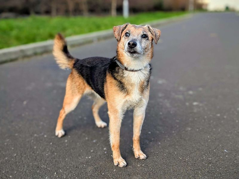 Jack Russell Terrier for adoption in Cardiff, Glamorgan – 11 years old - Image 2 of 3
