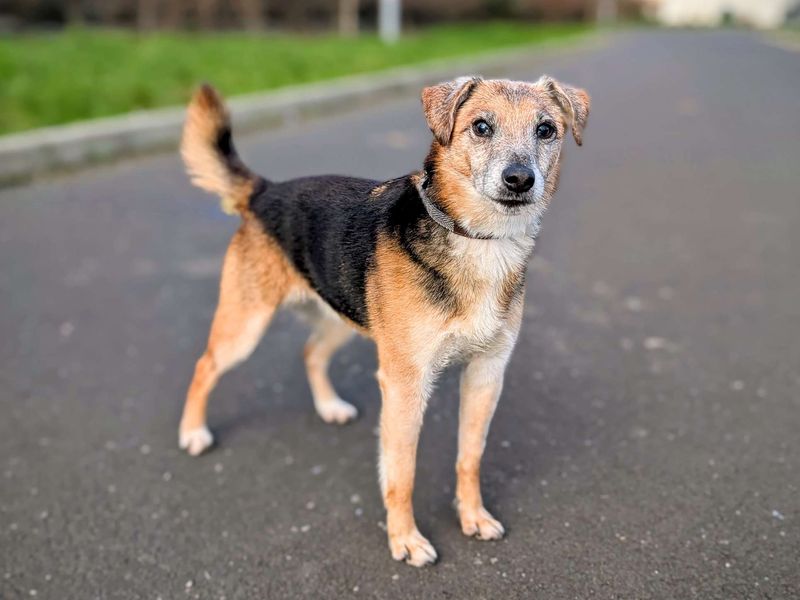 Jack Russell Terrier for adoption in Cardiff, Glamorgan – 11 years old - Image 3 of 3