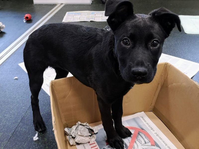 German Shepherd for adoption in Shoreham-by-Sea, West Sussex – 1 year old - Image 2 of 2