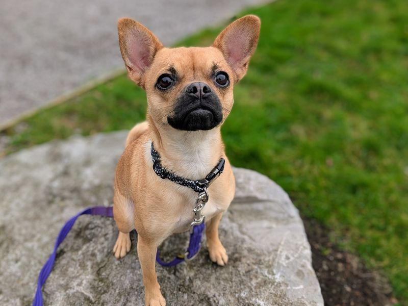 Chihuahua for adoption in Cardiff, Glamorgan – 2 years old - Image 2 of 2