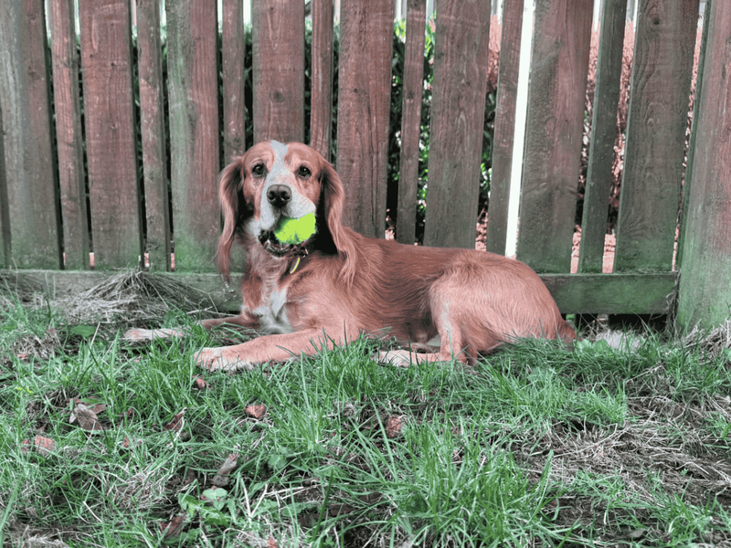 Zak for sale in , | Image 2