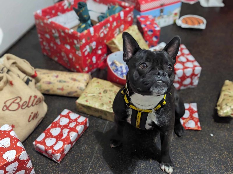 Staffordshire Bull Terrier for adoption in Mid Glamorgan, Wales – 3 years old - Image 2 of 2