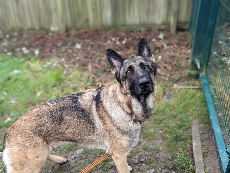 Heidi for sale in Mid Glamorgan, Wales | Image 2
