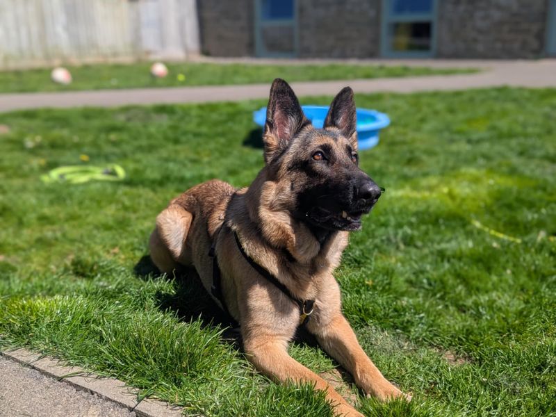 Heidi | German Shepherd Dog | Bridgend (Wales) - 1