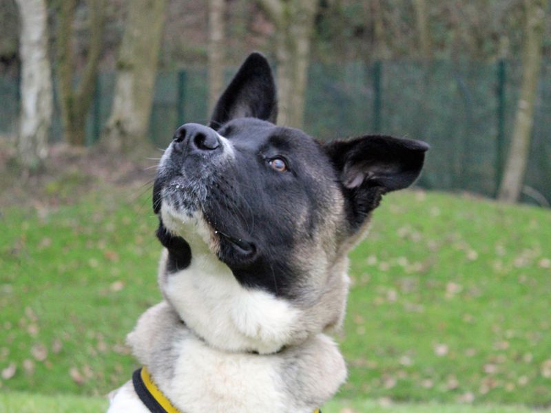 Yoshi | Akita | Merseyside (Liverpool) - 2
