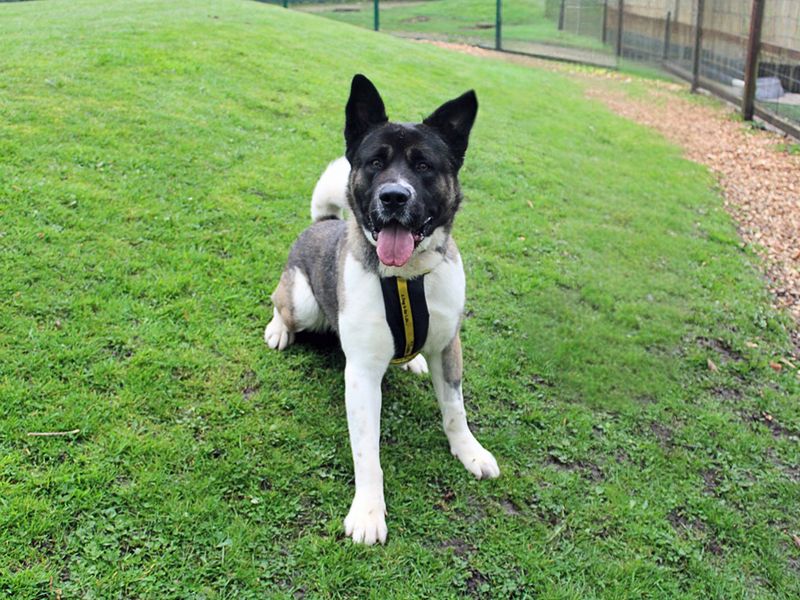Yoshi | Akita | Merseyside (Liverpool) - 5