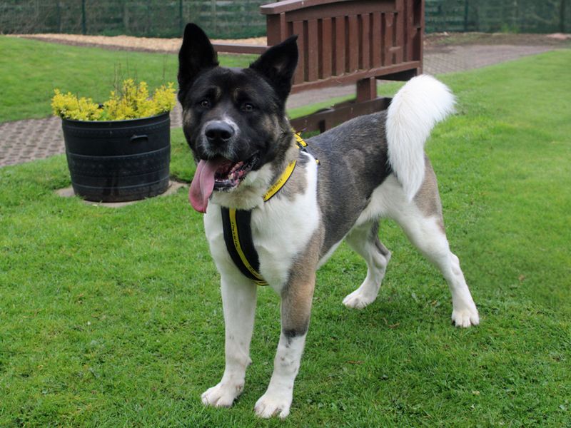 Yoshi | Akita | Merseyside (Liverpool) - 4