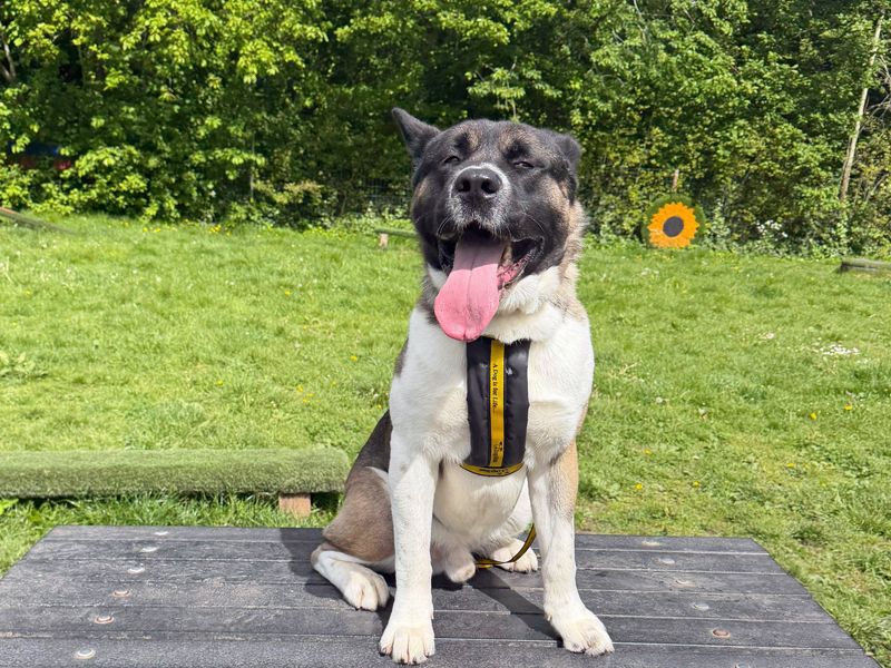 Yoshi | Akita | Merseyside (Liverpool) - 1