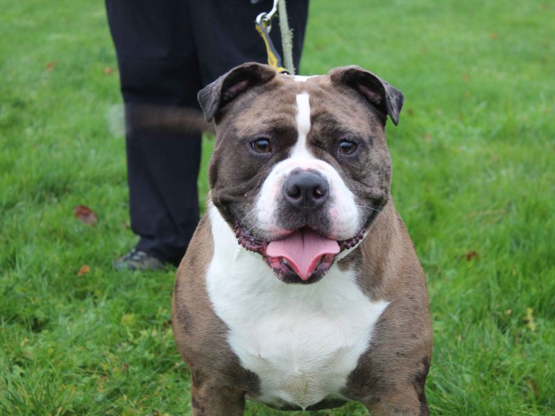 English Bulldog for adoption in Sadberge, Durham – 2 years old - Image 2 of 3