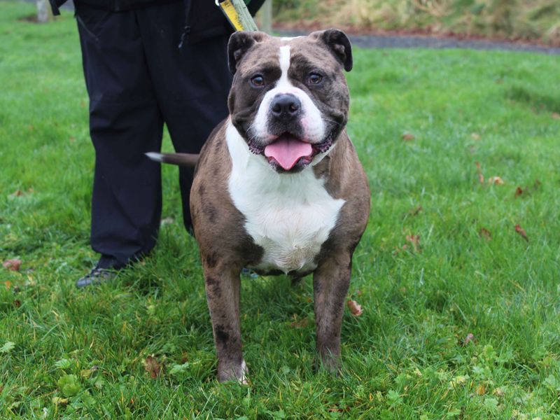 English Bulldog for adoption in Sadberge, Durham – 2 years old - Image 3 of 3
