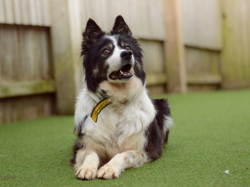 Border Collie for adoption in Kenilworth, Warks – 9 years old - Image 2 of 3