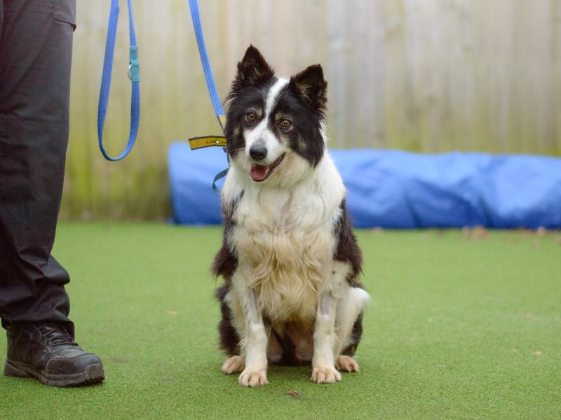Border Collie for adoption in Kenilworth, Warks – 9 years old