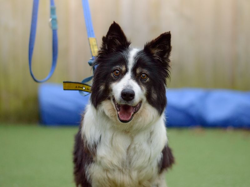 Border Collie for adoption in Kenilworth, Warks – 9 years old - Image 3 of 3