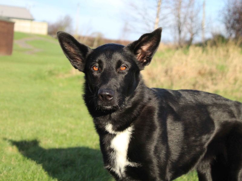 German Shepherd for adoption in Sadberge, Co Durham – 2 years old - Image 2 of 2