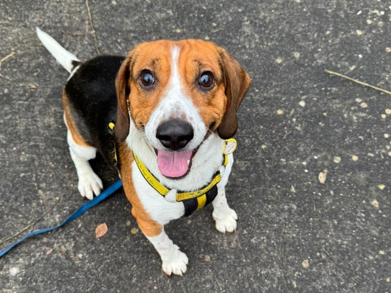 Beagle for adoption in Telford, Shropshire – 5 years old - Image 2 of 3