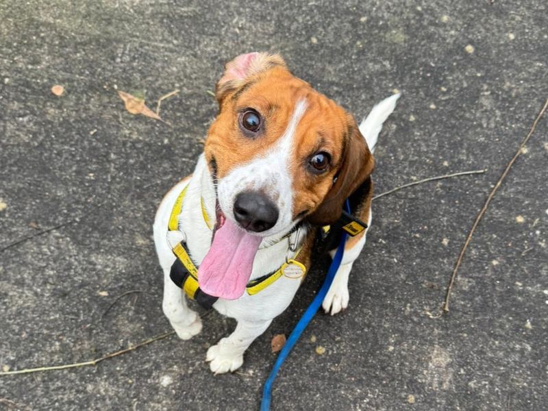 Beagle for adoption in Telford, Shropshire – 5 years old - Image 3 of 3