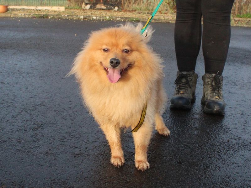 Loki for sale in Evesham, Worcestershire - Image 3