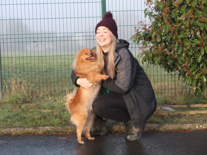 Loki for sale in Evesham, Worcestershire - Image 2