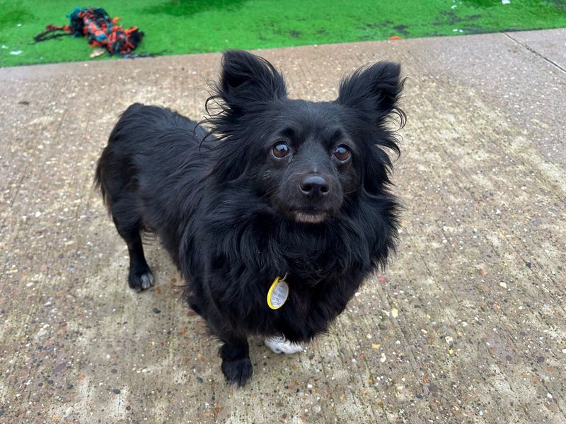 Pomeranian for adoption in Wymeswold, Leicestershire – 4 years old - Image 2 of 2