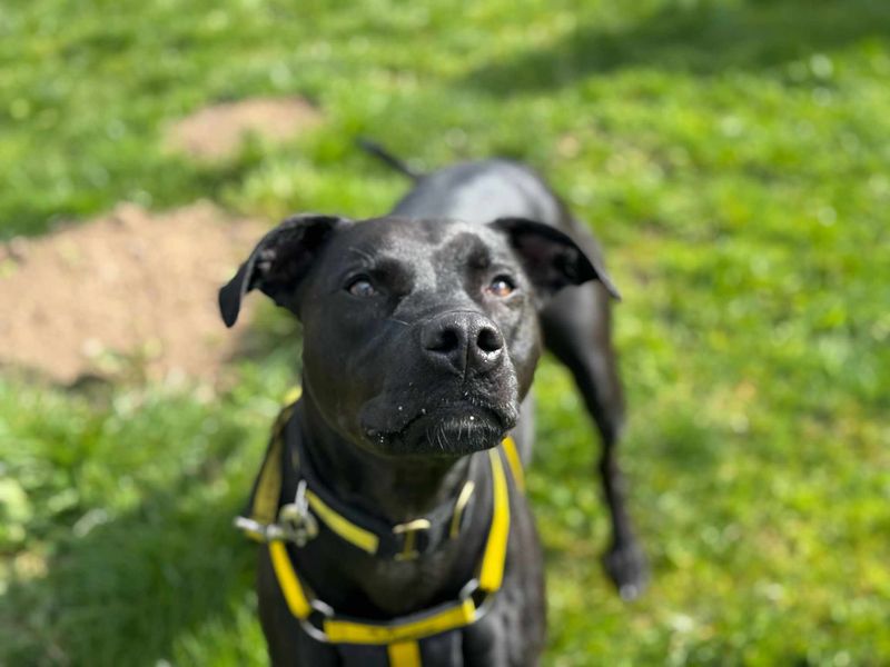 Dot for sale in Mid Glamorgan, Wales