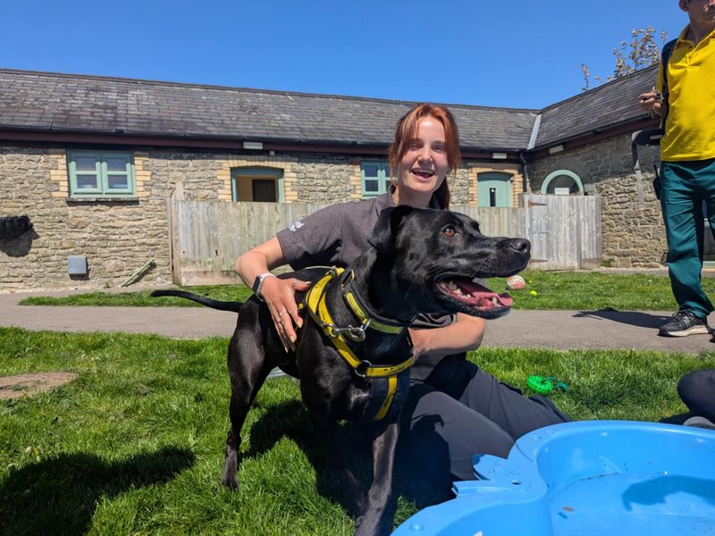Staffordshire Bull Terrier for adoption in Mid Glamorgan, Wales – 2 years old - Image 2 of 7