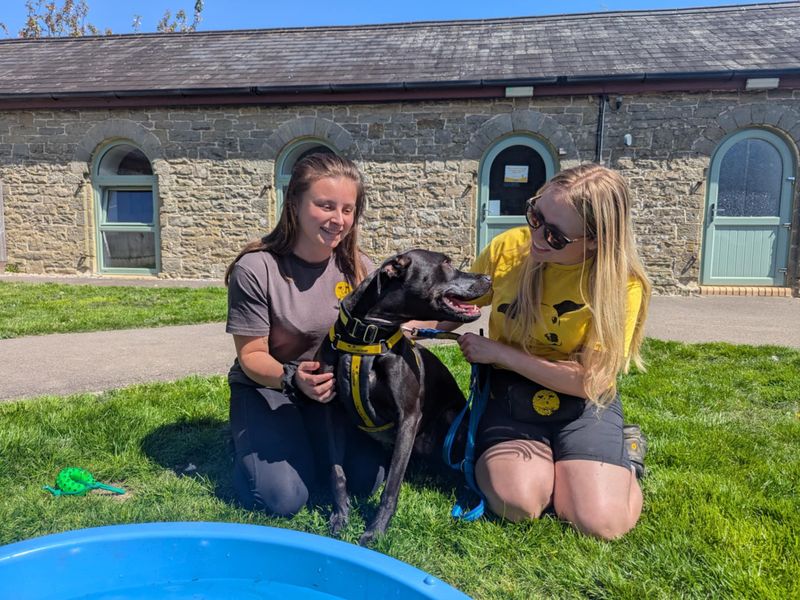 Staffordshire Bull Terrier for adoption in Mid Glamorgan, Wales – 2 years old - Image 6 of 7