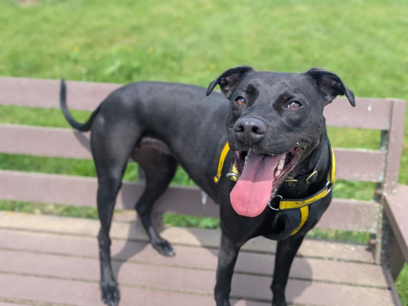 Staffordshire Bull Terrier for adoption in Mid Glamorgan, Wales – 2 years old - Image 3 of 7