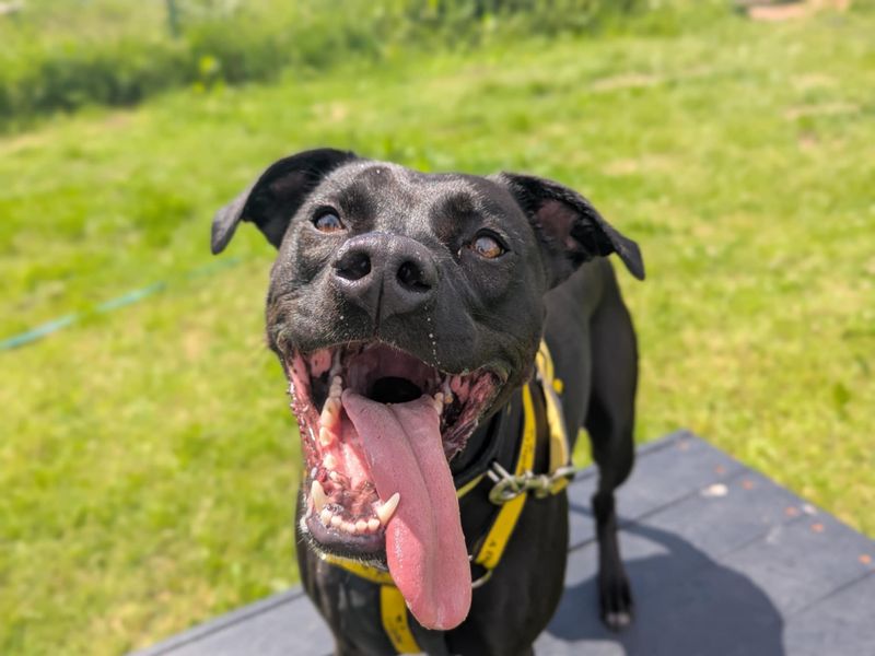 Staffordshire Bull Terrier for adoption in Mid Glamorgan, Wales – 2 years old - Image 7 of 7