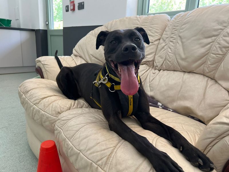 Dot | Terrier (Staffordshire Bull) Cross | Canterbury - 1