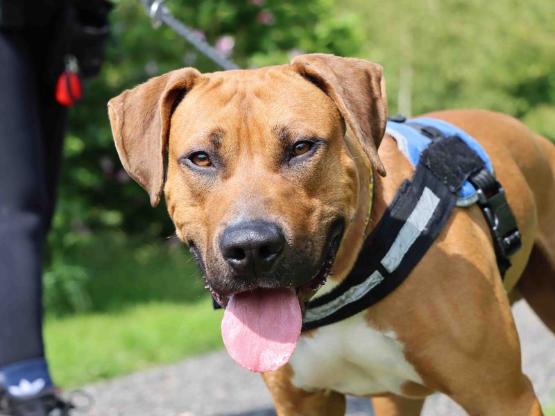 Scooby | Saluki Cross | Darlington - 1