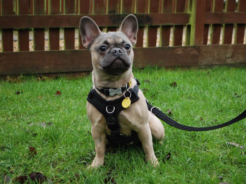 French Bulldog for adoption in Newbury, Berks – 1 year old