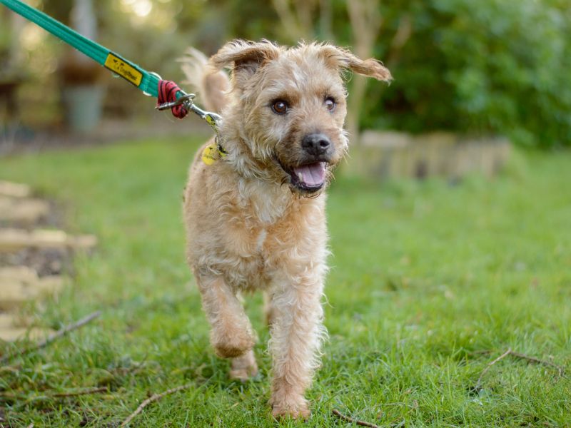 Jack Russell Terrier for adoption in Kenilworth, Warks – 6 years old - Image 4 of 4