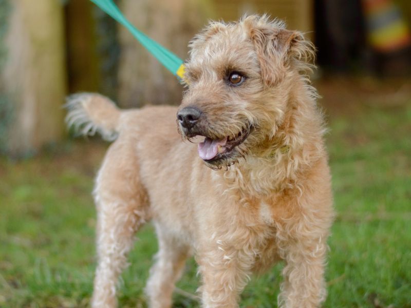 Jack Russell Terrier for adoption in Kenilworth, Warks – 6 years old - Image 2 of 4