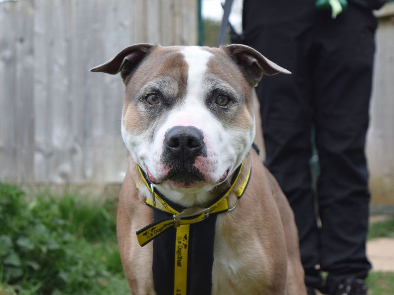 Staffordshire Bull Terrier for adoption in Uxbridge, London – 5 years old - Image 3 of 3
