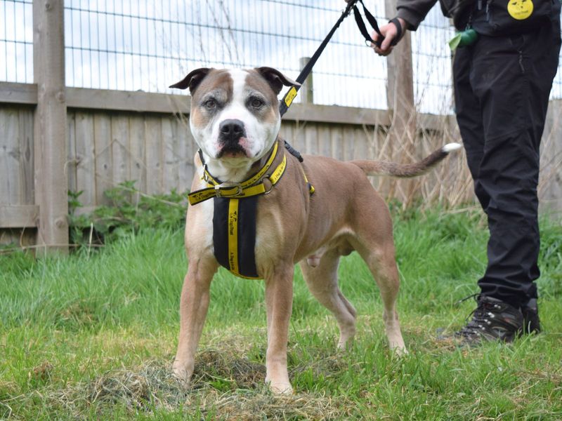 Staffordshire Bull Terrier for adoption in Uxbridge, London – 5 years old - Image 2 of 3