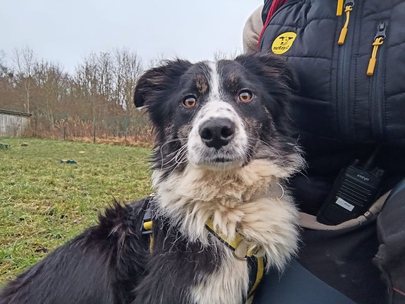 Lexi for sale in West Calder, West Lothian - Image 2