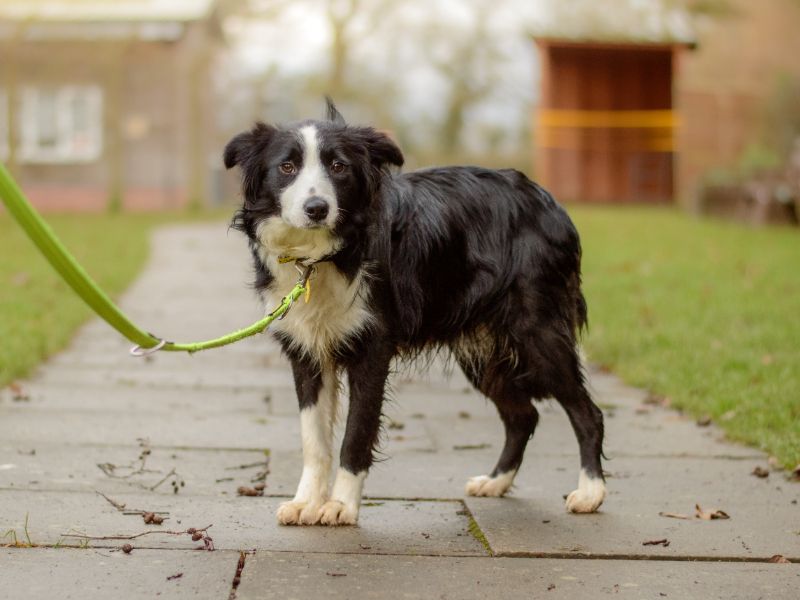 Roxie for sale in Kenilworth, Warks