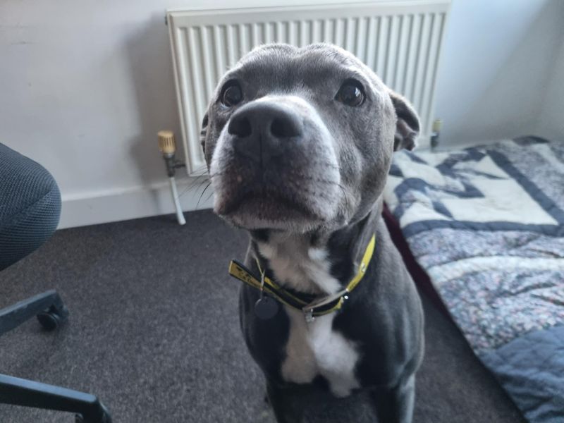 Staffordshire Bull Terrier for adoption in Snetterton, Norfolk – 10 years old - Image 4 of 5