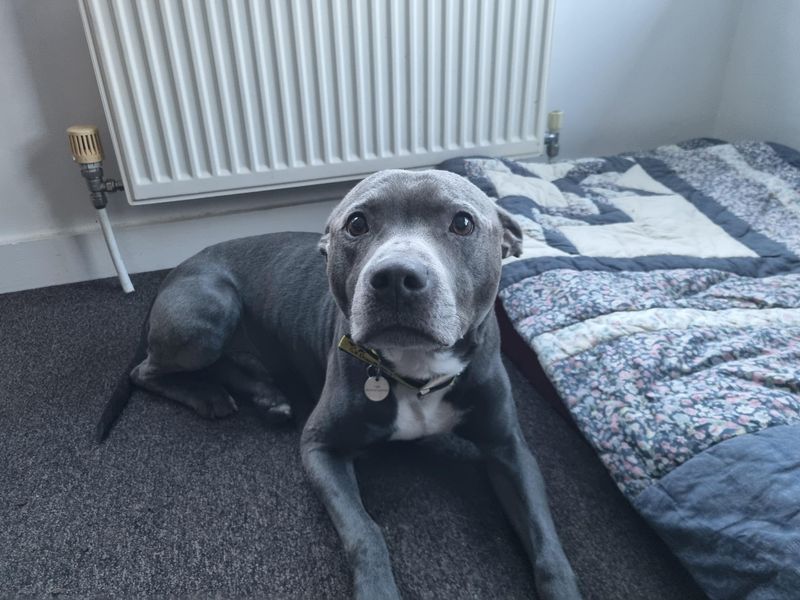 Staffordshire Bull Terrier for adoption in Snetterton, Norfolk – 10 years old - Image 2 of 5