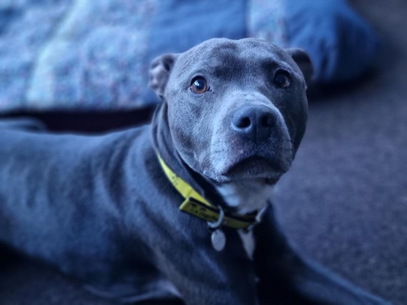 Staffordshire Bull Terrier for adoption in Snetterton, Norfolk – 10 years old - Image 5 of 5