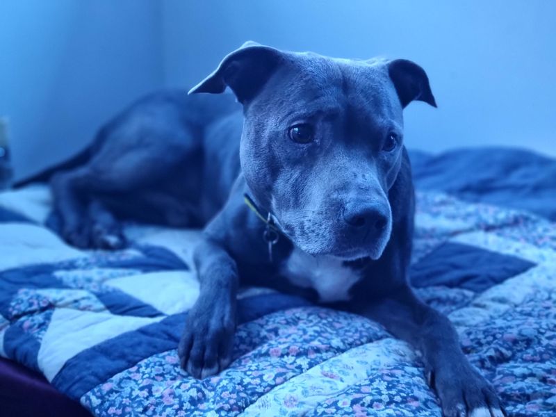 Staffordshire Bull Terrier for adoption in Snetterton, Norfolk – 10 years old - Image 3 of 5