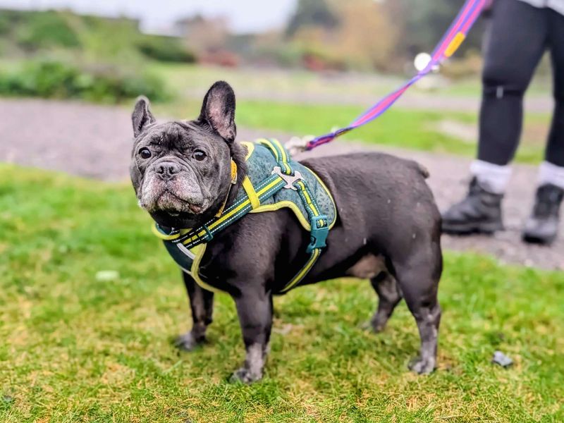 Staffordshire Bull Terrier for adoption in Cardiff / Caerdydd, South Glamorgan – 7 years old - Image 2 of 5
