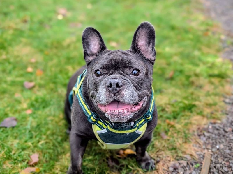 Staffordshire Bull Terrier for adoption in Cardiff / Caerdydd, South Glamorgan – 7 years old - Image 4 of 5