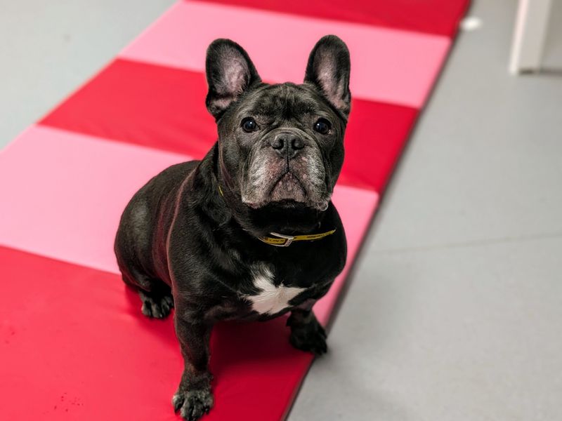 Diesel | French Bulldog Cross | Cardiff - 1