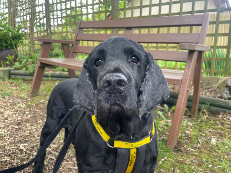 Buddy for sale in West Calder, West Lothian | Image 2