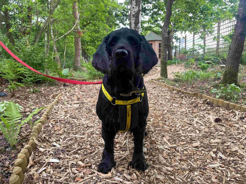 Buddy for sale in West Calder, West Lothian | Image 3