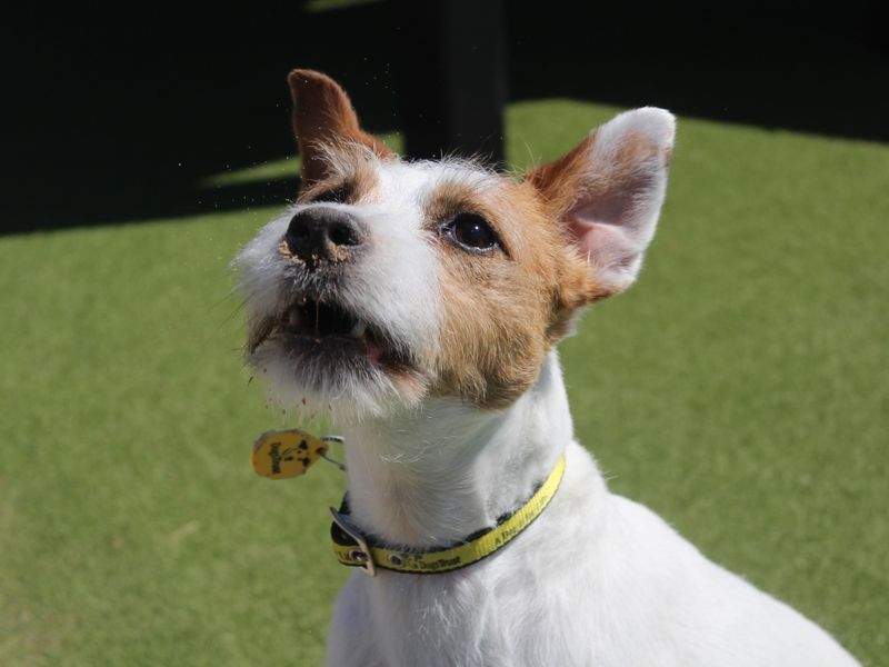 Ginny | Terrier (Parson Russell) | Evesham (Worcestershire) - 1