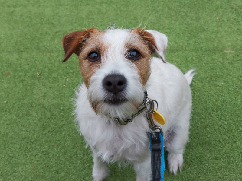 Ginny | Terrier (Parson Russell) | Evesham (Worcestershire) - 1