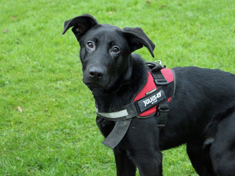 German Shepherd for adoption in Liverpool, Merseyside – 1 year old - Image 3 of 3